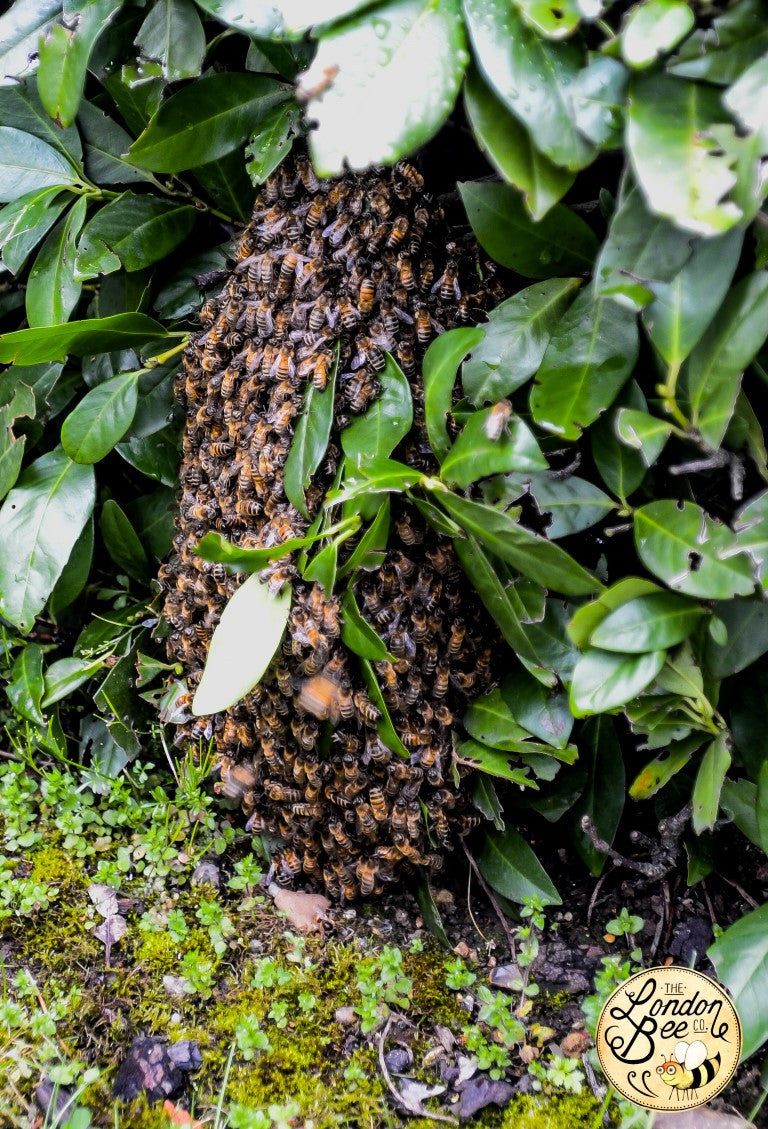 Honey Bee Swarm Collection