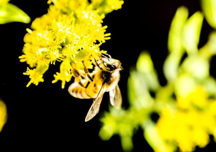 The Benefits of Urban Beekeeping