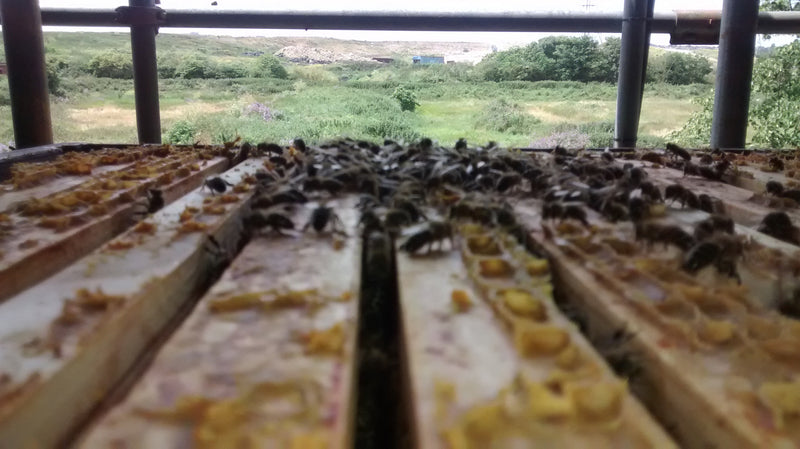 Bees in the wildflower patch