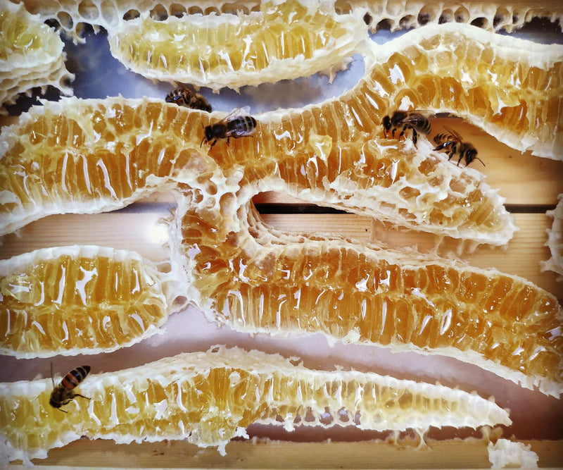 MAGIC OF BEES: HALLOWEEN SPECIAL - RITUALS WORKSHOP