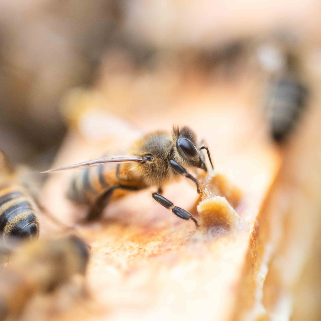 Close-up of bees on honeycomb with a blurred background