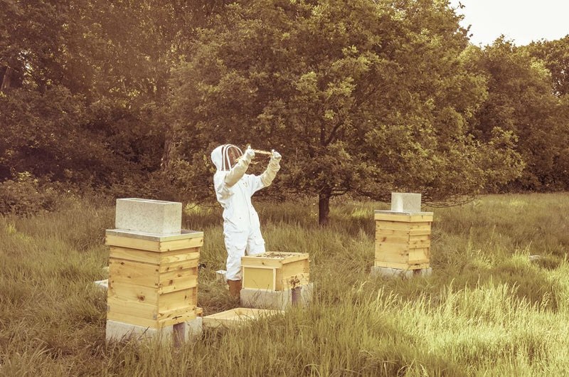 Introduction to Beekeeping