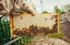 Introduction to Beekeeping