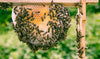 Introduction to Beekeeping